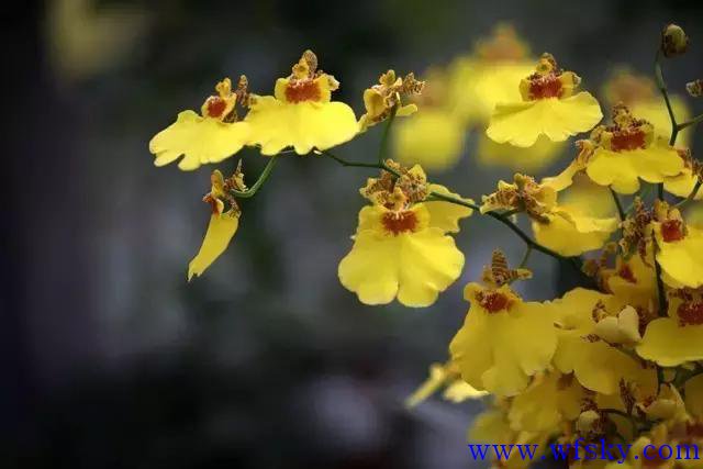 兰花哪个品种最漂亮?兰花品种图片及名称