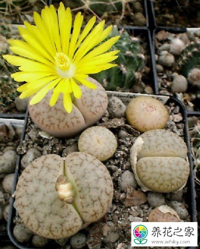  C071 Lithops pseudotruncatella ssp. dendritica (syn. pulmonuncula)