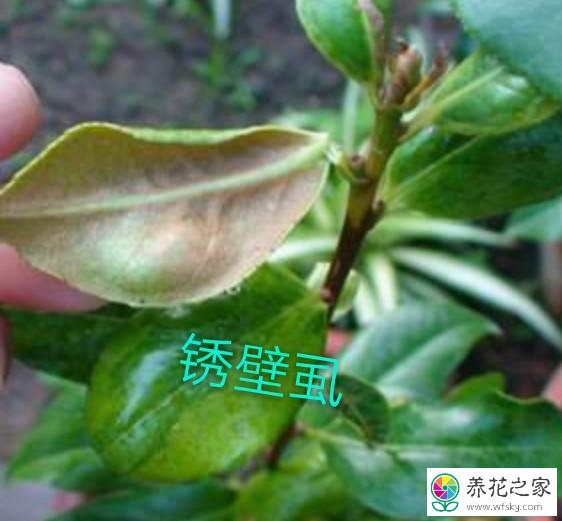 茶花叶片背面长锈叶片往下翻是怎么回事