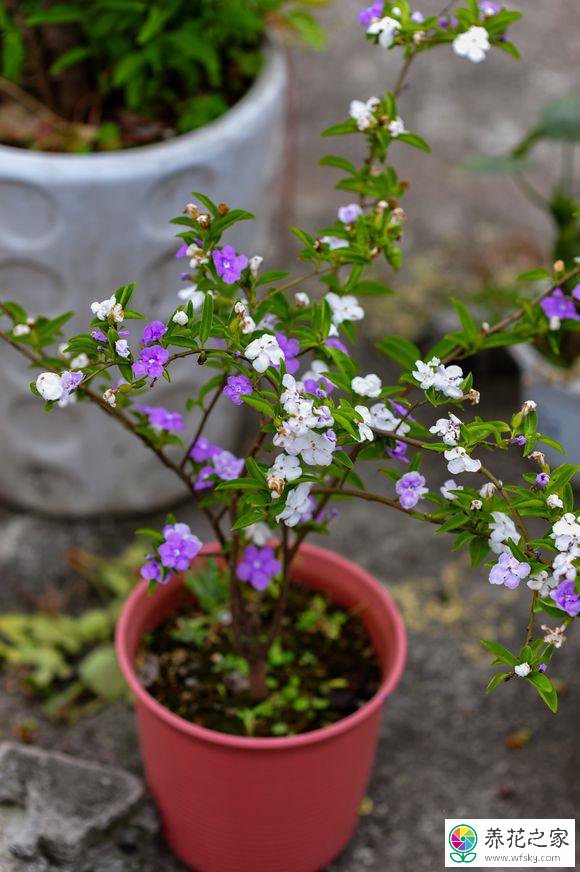 盆栽鸳鸯茉莉怎么养护才能开花