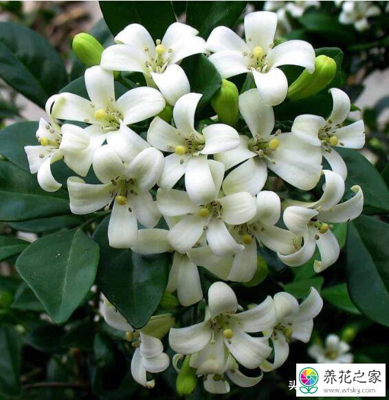 七里香花怎样养容易开花