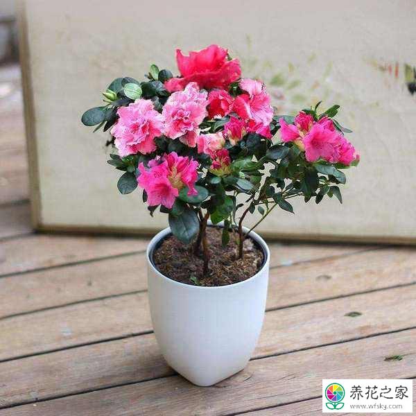 四季杜鹃茶花耐寒吗