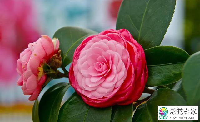 茶花开花后需要施肥吗