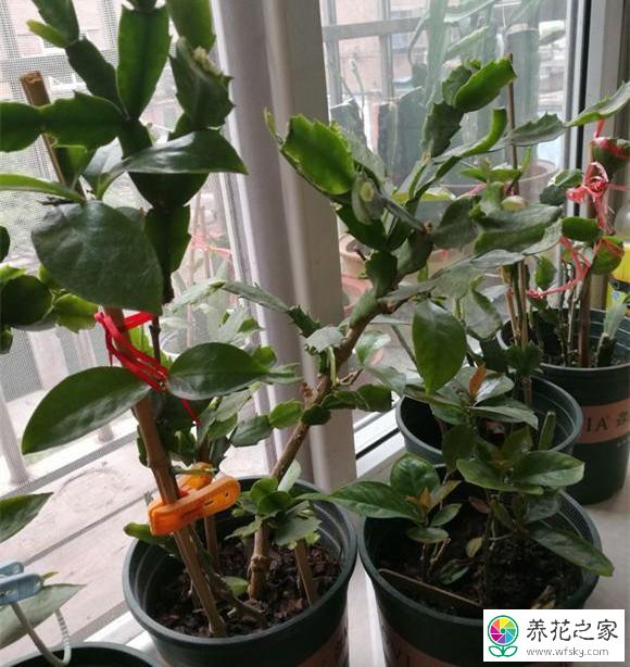 夏天栽植叶仙怎么栽