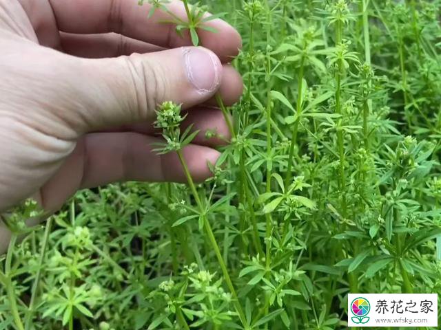 猪殃草功效作用与图片和禁忌