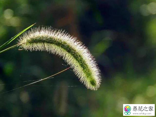 狗尾巴草有什么用处和药用功效