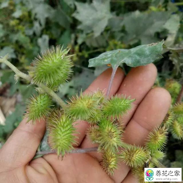 苍耳子的功效与作用用法