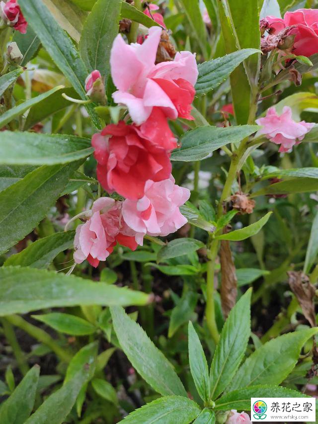 指甲花盆栽地栽有什么技巧